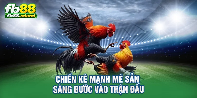 Chiến kê mạnh mẽ sẵn sàng bước vào trận đấu
