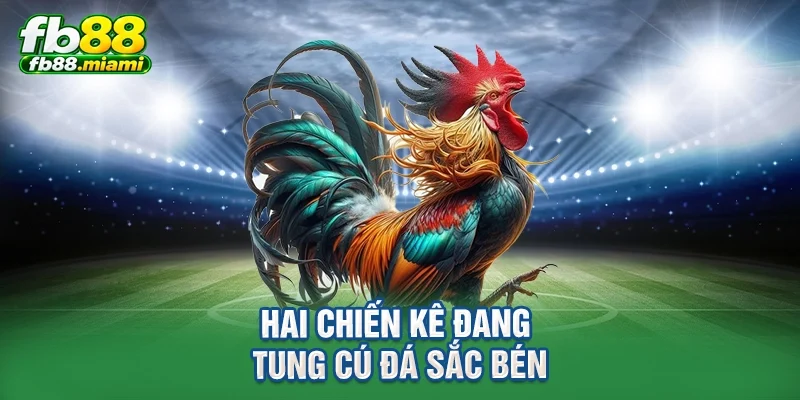 Hai chiến kê đang tung cú đá sắc bén